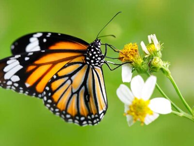 Reimagining Chaos and Creation: The Challenge of Proclamation in an Age of Global Despair