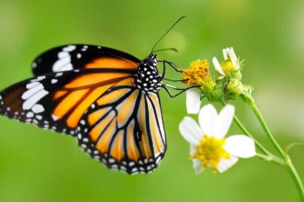 Reimagining Chaos and Creation: The Challenge of Proclamation in an Age of Global Despair