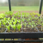 Spring Equinox Campfire