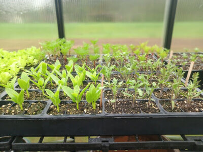 Spring Equinox Campfire