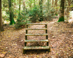 Challenge Course at Nawakwa Challenge Course at Nawakwa