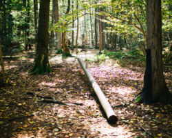 Challenge Course at Nawakwa Challenge Course at Nawakwa