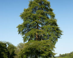 Gum Tree at Nawakwa Gum Tree at Nawakwa
