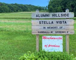 Stella Vista
